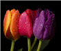 tulip_3