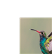 HummingBird