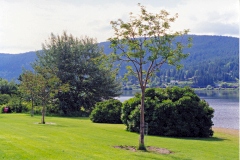 Trees and open green area